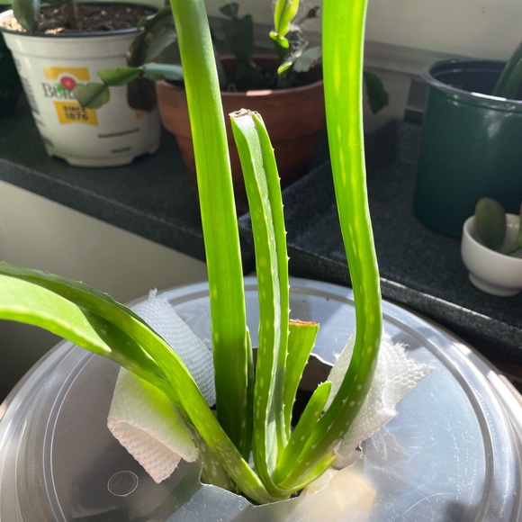 Meet your Posher, Mark - Picture 1 of 1